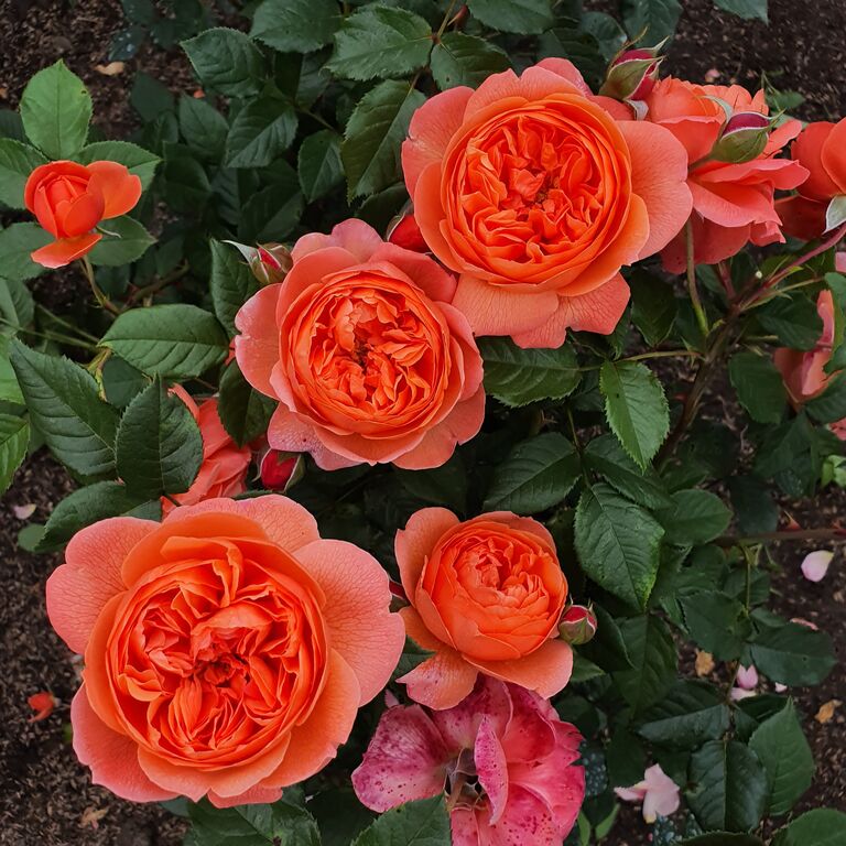 Купить саженцы элитных роз в питомнике - ЛПХ Мишкины розы